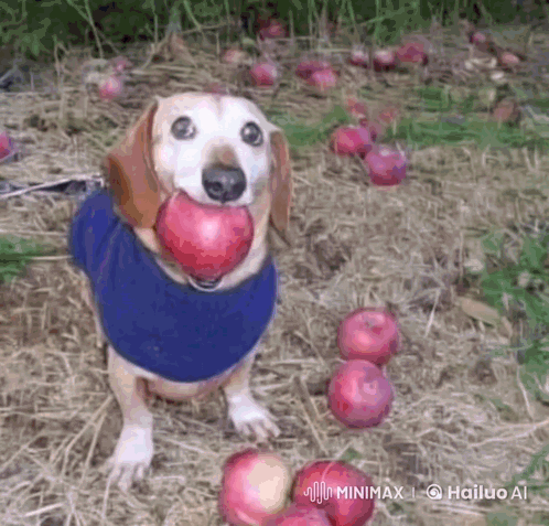 A Dog Is Holding An Apple In Its Mouth While Wearing A Blue Shirt GIF