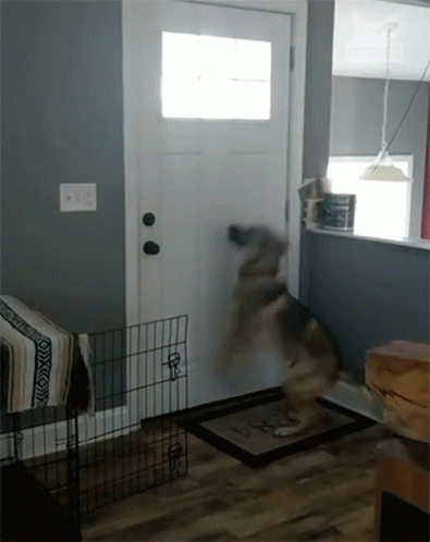 A Dog Is Jumping In Front Of A Door In A Room GIF