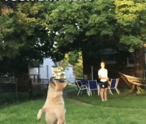 A Dog Is Jumping In The Air While A Man Stands Behind It GIF