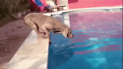 A Dog Is Jumping Into A Swimming Pool From The Edge . GIF