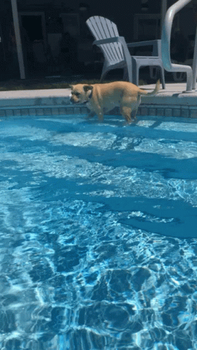 a dog is jumping into a swimming pool with chairs in the background