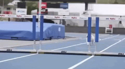 A Dog Is Jumping Over Hurdles On A Track That Says Gill On It GIF