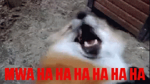 A Dog Is Laughing With The Words Mwa Ha Ha Ha Ha Ha Ha In Red Letters GIF