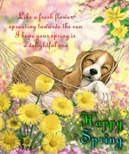 A Dog Is Laying In A Hammock With The Words Happy Spring GIF