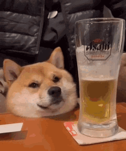 A Dog Is Laying Next To A Glass Of Beer That Says Asahi On It GIF