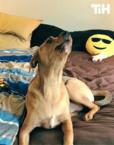 A Dog Is Laying On A Bed Next To A Smiley Face Pillow With The Letters Th On It GIF