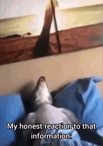 A Dog Is Laying On A Bed With A Caption That Says My Honest Reaction To That Information GIF