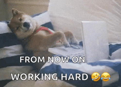 A Dog Is Laying On A Bed With A Laptop And The Words From Now On Working Hard Below It GIF