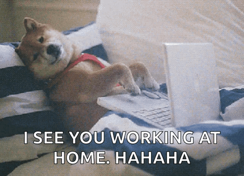 Dog Laying On Bed With Laptop I See You Working At Home GIF
