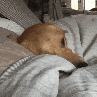 A Dog Is Laying On A Bed With Its Head On A Pillow GIF