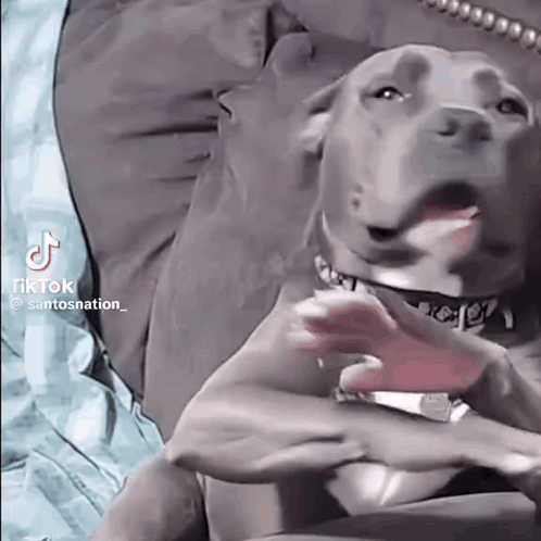 A Dog Is Laying On A Bed With Its Tongue Out And A Person Is Holding It . GIF