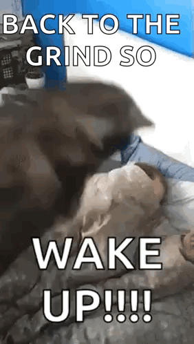 A Dog Is Laying On A Bed With The Words `` Back To The Grind So Wake Up !!! '' Written On It . GIF