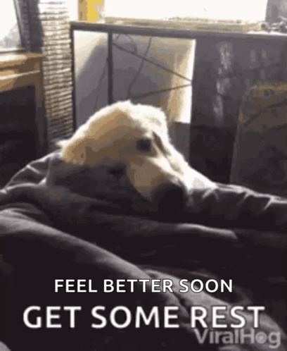 A Dog Is Laying On A Bed With The Words `` Feel Better Soon Get Some Rest '' Written On It . GIF