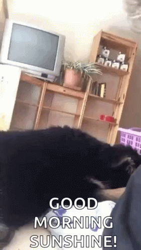 A Dog Is Laying On A Bed With The Words Good Morning Sunshine Written On It GIF