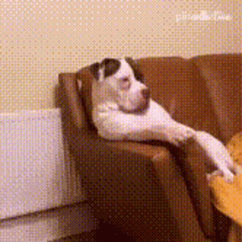 A Dog Is Laying On A Brown Couch With Its Legs Crossed GIF