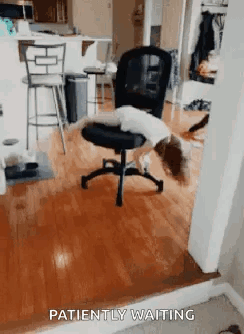 A Dog Is Laying On A Chair In A Living Room With The Words Patiently Waiting Behind It . GIF