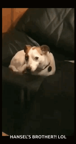 A Dog Is Laying On A Couch And Looking At The Camera With The Caption Hansel 'S Brother Lol GIF