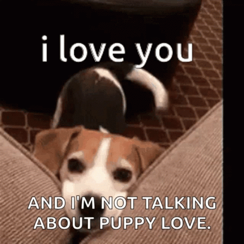 A Dog Is Laying On A Couch And Says I Love You And I 'M Not Talking About Puppy Love . GIF