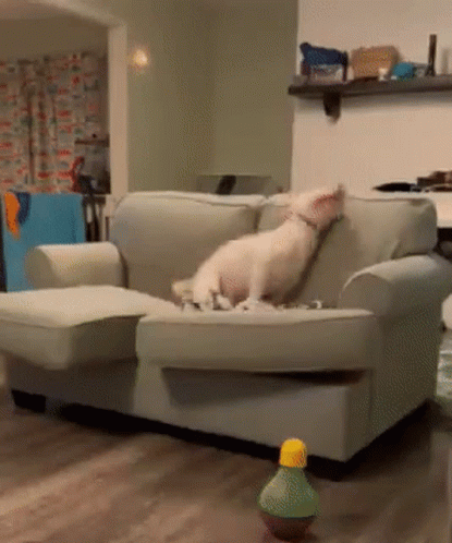 A Dog Is Laying On A Couch In A Living Room Next To A Toy GIF