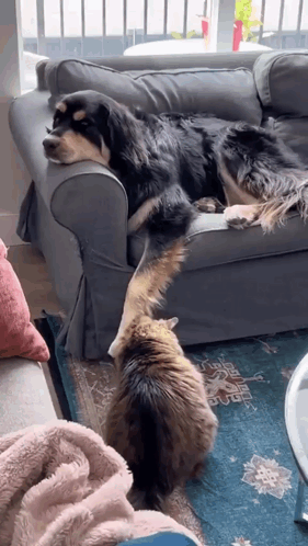 A Dog Is Laying On A Couch With A Cat Standing Next To It . GIF
