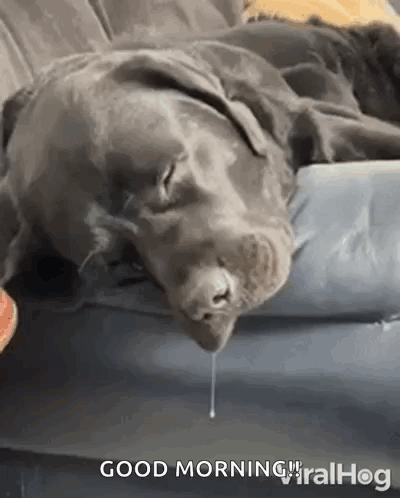 A Dog Is Laying On A Couch With Its Mouth Open And A Drop Of Liquid Coming Out Of It 'S Nose . GIF