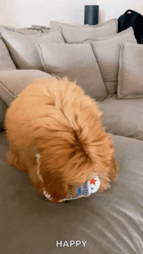 A Dog Is Laying On A Couch With The Word Happy Written On The Bottom GIF