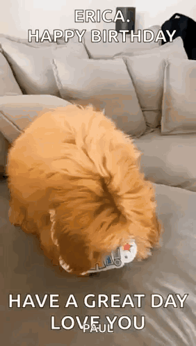 A Dog Is Laying On A Couch With The Words `` Erica Happy Birthday Have A Great Day Love You '' GIF