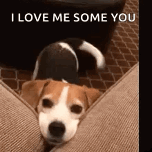 A Dog Is Laying On A Couch With The Words `` I Love Me Some You '' Written On The Bottom . GIF