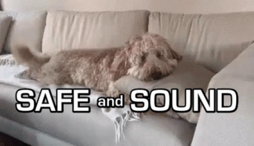 A Dog Is Laying On A Couch With The Words Safe And Sound Below It GIF