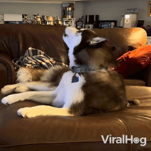 A Dog Is Laying On A Couch With The Words Viralhog Written On The Bottom GIF
