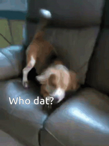 A Dog Is Laying On A Couch With The Words Who Dat Written Below It GIF