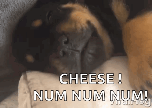 A Dog Is Laying On A Pillow With The Words Cheese Num Num Num GIF