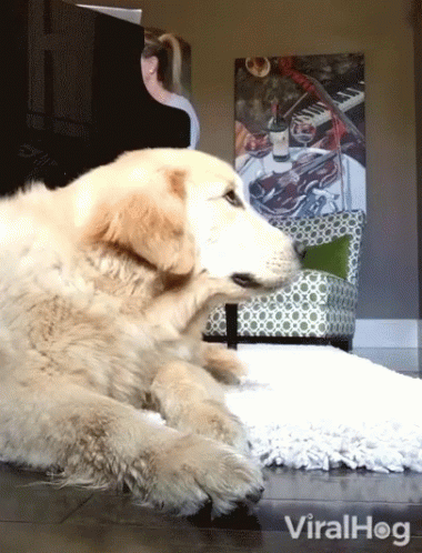 A Dog Is Laying On A Rug In Front Of A Woman Playing A Piano And A Painting Of A Violin GIF