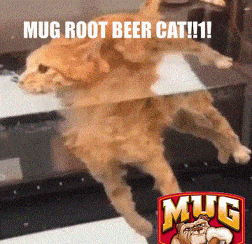A Dog Is Laying On A Staircase With The Words Mug Root Beer Cat Written Above It GIF