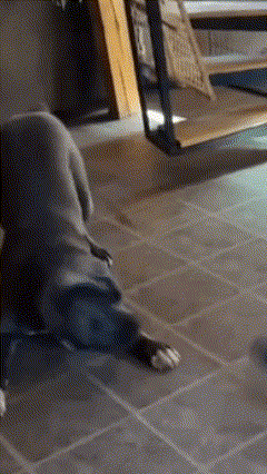 A Dog Is Laying On A Tiled Floor In A Room . GIF