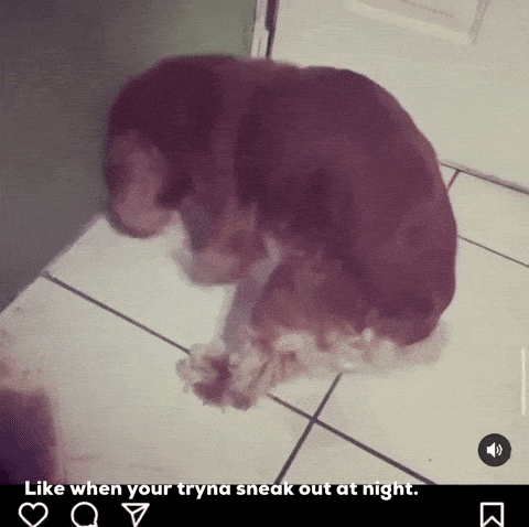 A Dog Is Laying On A Tiled Floor With The Caption Like When Your Tryna Sneak Out At Night .. GIF
