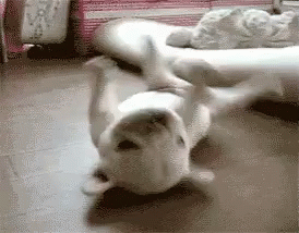 A Dog Is Laying On Its Back On A Bed . GIF