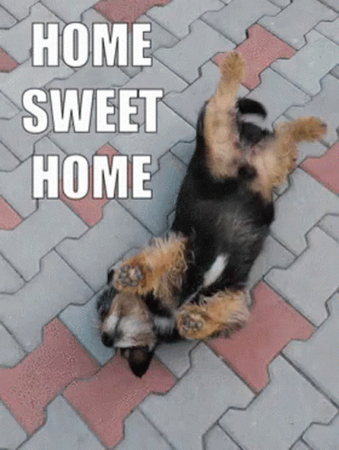 A Dog Is Laying On Its Back On A Brick Sidewalk With The Words Home Sweet Home Above It GIF