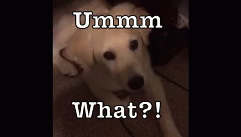 A Dog Is Laying On The Floor And Looking At The Camera With The Words Ummm What Written Above It . GIF