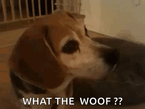 A Dog Is Laying On The Floor And Looking At The Camera With The Words `` What The Woof ? '' . GIF