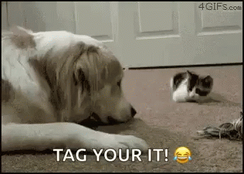 A Dog Is Laying On The Floor Next To A Kitten And Says Tag Your It . GIF