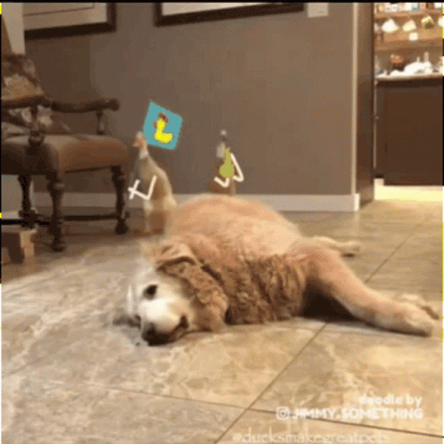 A Dog Is Laying On The Floor With A Duck And A Duck Toy Behind It GIF