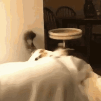 A Dog Is Laying On Top Of A Bed In A Room . GIF
