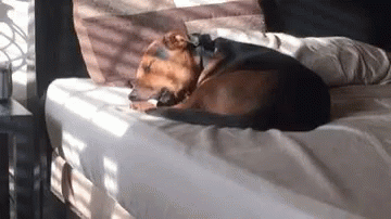 A Dog Is Laying On Top Of A Bed In The Sun . GIF