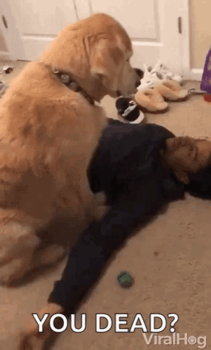 A Dog Is Laying On Top Of A Child On The Floor And Asking If He Is Dead . GIF