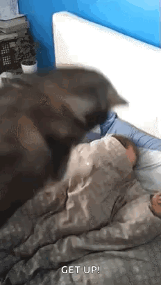 A Dog Is Laying On Top Of A Person In A Bed . GIF