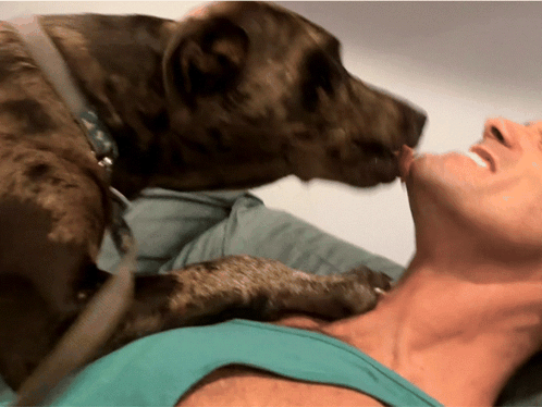 A Dog Is Licking A Man 'S Neck While Laying On A Bed GIF