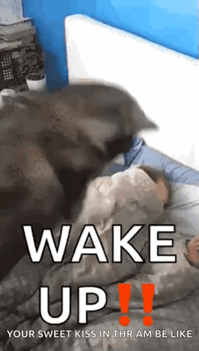 A Dog Is Licking A Person 'S Face In Bed . GIF
