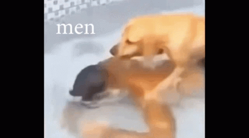 a dog is licking another dog 's face in a bathtub with the word men written on the bottom .