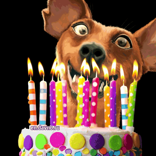Dog Looking At Birthday Cake With Candles GIF